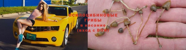 гашик Горняк
